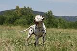 DALMATIEN 356